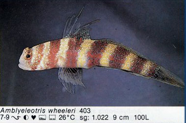 Amblyeleotris wheeleri
